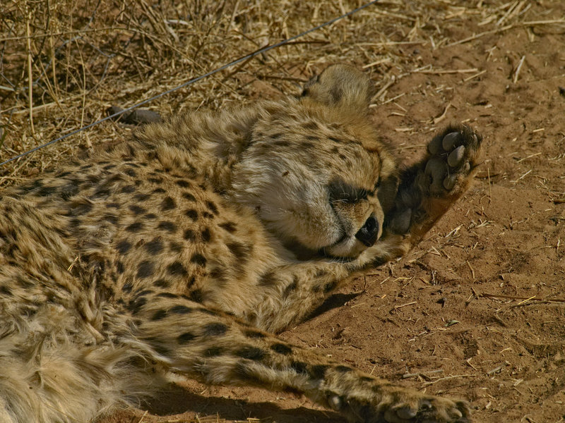 Cheetah, Okonjima